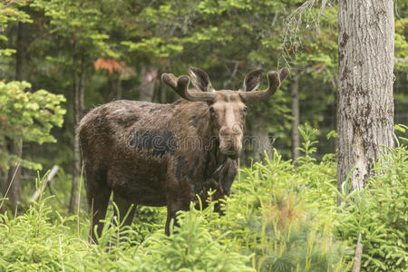 草地 暴风雪 公牛 孤独的 加拿大人 哺乳动物 动物 奶牛
