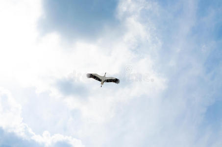 颜色 自由 航班 轮廓 猛增 白鹳 天空 自然 动物 自由的