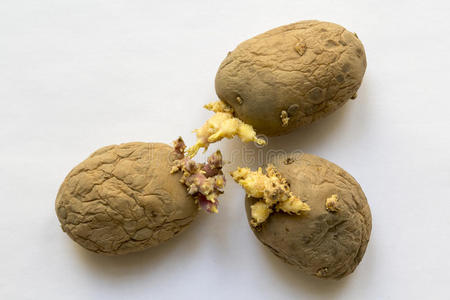 马铃薯类型图片-马铃薯类型素材-马铃薯类型插画-摄图新视界