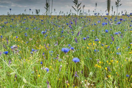 开花 日出 矢车菊 天空 草地 美丽的 领域 花的 植物区系