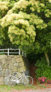 假日 美丽的 领域 日本人 公园 植物 运动 树叶 季节