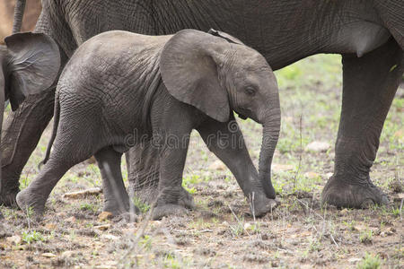 繁殖一群大象在短草上行走和进食