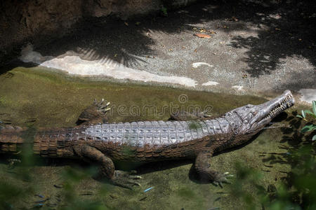 生活 加利亚尔 鳄鱼 西班牙 野生动物 动物园 食肉动物
