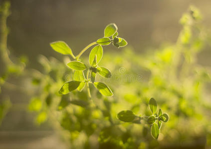 芳香 自然 蔬菜 香薄荷 草本植物 生物 素食主义者 百里香