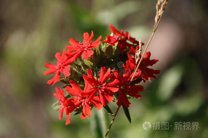 花的 美丽的 花园 季节 春天 漂亮的 植物学 草地 荔枝