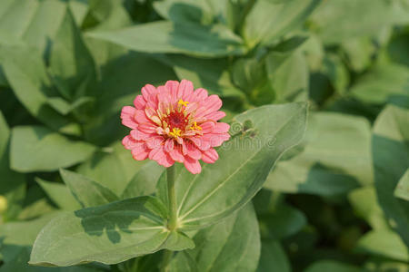 粉红色的百日菊花