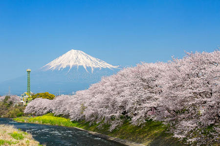 攀登 亚洲 静冈 樱桃 美丽的 日本 自然 地标 富士 节日