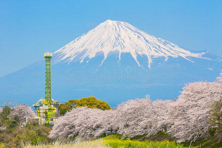 开花 东京 季节 攀登 自然 天空 美丽的 地标 风景 节日