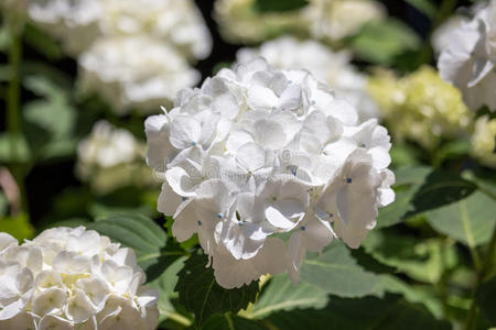 春天 特写镜头 夏天 花园 美丽的 无情 花的 季节 灌木