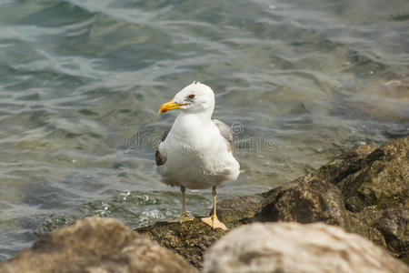 大西洋 家庭 葡萄牙 样品 海的 翅膀 野生动物 生活 海鸥