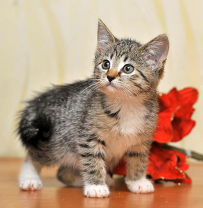 可爱小红色猫咪图片