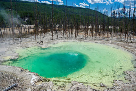 美国怀俄明州黄石国家公园诺里斯间歇泉盆地的绿色蓄水池弹簧
