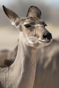 国家的 链球菌 肖像 野生动物 公园 四足动物 羚羊 自由的
