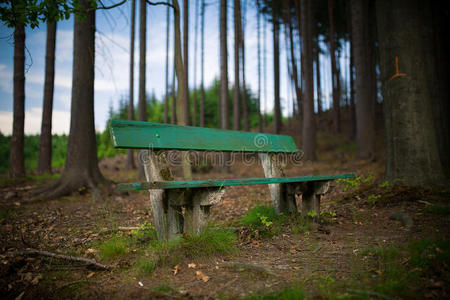 森林里的绿色长凳