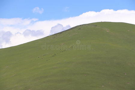 森林 草地 风景 气候 季节 高原 旅游业 大麦 场景 假期