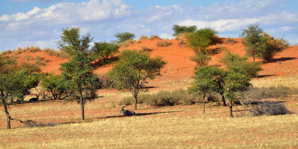 美丽的 非洲 羚羊 纳米比亚 沙漠 天空 动物 卡拉哈里