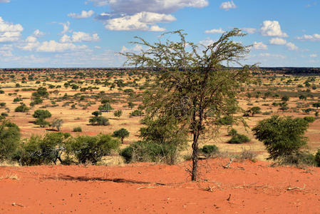 国家的 天空 纳米比亚 荒野 南方 自然 美丽的 储备 沙漠