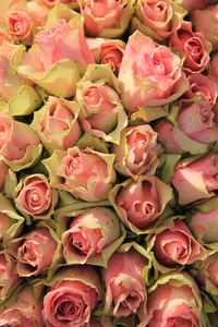 花束 粉红色 颜色 结婚 中心件 新娘 玫瑰 柔和的 自然