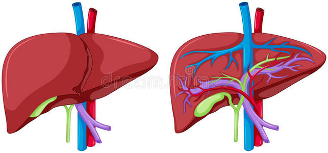 形象 插图 射线 器官 剪辑 肝脏 身体 生物学 图表 疾病