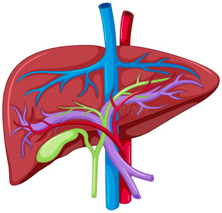 肝脏解剖特写图