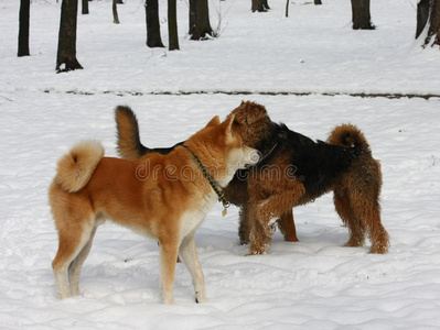 狗在雪地上享受