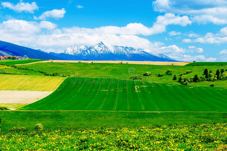 美丽的景观，绿色和黄色的草地，田野和雪山和村庄。