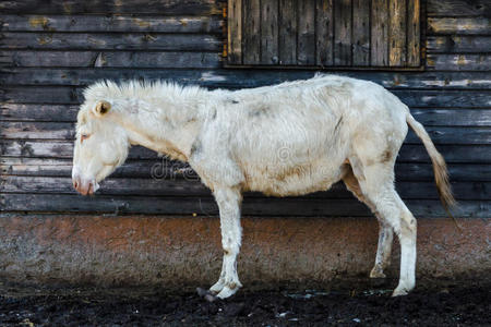 撒丁岛驴白化图片