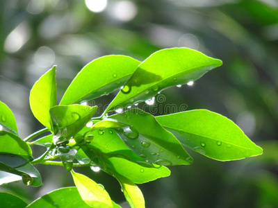 雨后新鲜的叶子。