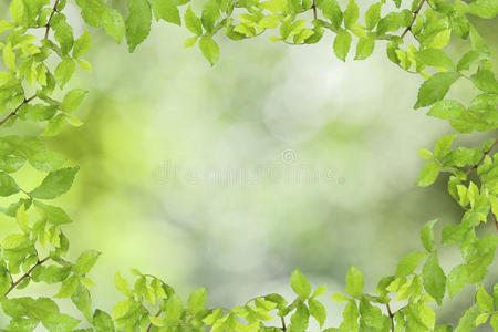 抽象绿色自然背景上的绿叶框架。