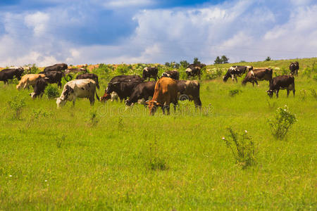 牛在绿油油的草地上吃草