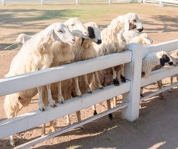 多彩抽象边界,花卉帧小羊穿过农场围栏.