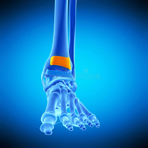 踝关节 脚趾 插图 伸肌 人类 科学 支持带 身体 韧带