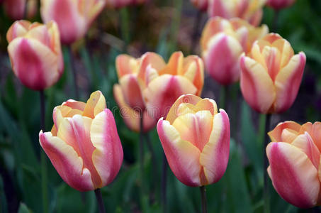 春天开花黄色和粉红色郁金香