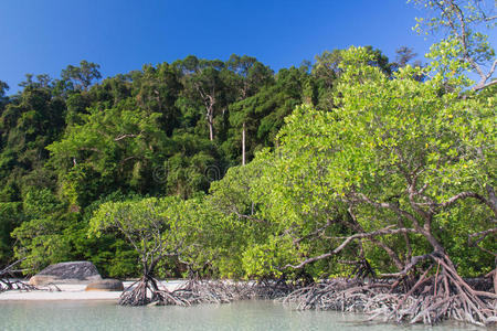 海滩 天空 红树林 沼泽 美丽的 植物 泰国 海洋 自然