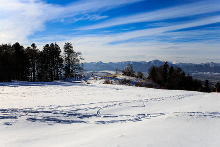 小山 季节 风景 寒冷的 全景 美丽的 冷杉 美女 森林