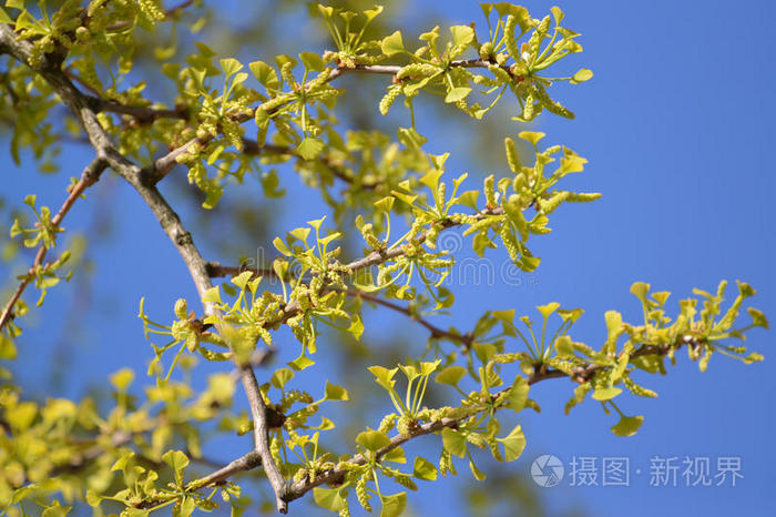 一朵银杏两叶 银杏l 对着天空开花照片 正版商用图片1yqysd 摄图新视界