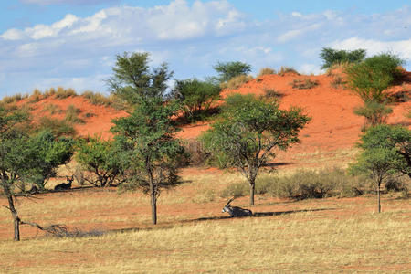 天空 纳米比亚 草地 沙丘 国家的 南方 非洲 动物 美丽的