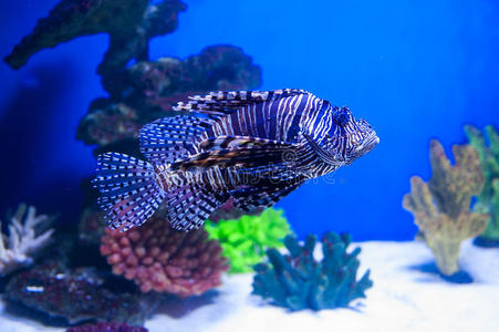 水族馆里的鱼狮子鱼蓝色背景上有红海照片