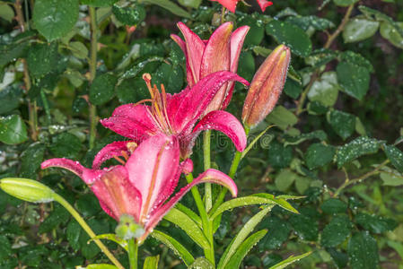 花园里一朵美丽的百合花。