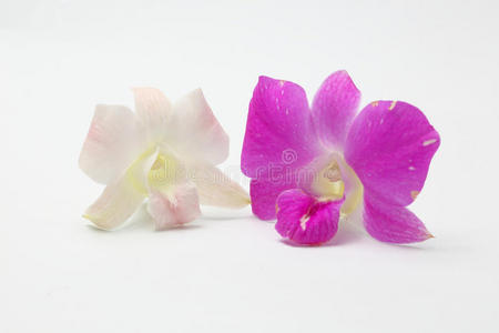 紫色 开花 花瓣 紫罗兰 特写镜头 植物 粉红色 自然 花的