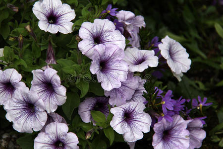 植物学 盛开 花园 植物 夏天 自然 花的 矮牵牛 振动器