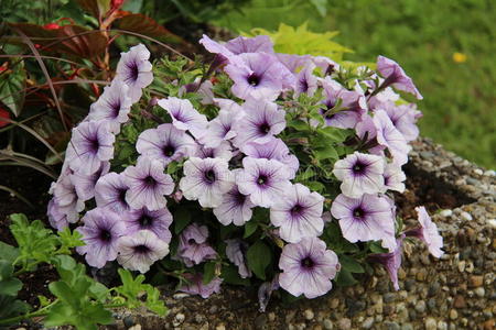 花园 春天 开花 粉红色 植物 园艺 颜色 花瓣 自然 篮子