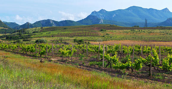 美丽的绿色葡萄园在克里米亚山脉的田野上。