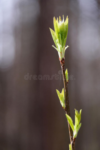 分支 森林 植物 颜色 季节 环境 特写镜头 植物学 生活