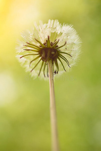 过吹 柔和的 蒲公英 昆虫 灵感 纯洁 草地 植物 自然