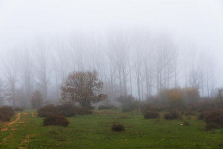 树间的雾