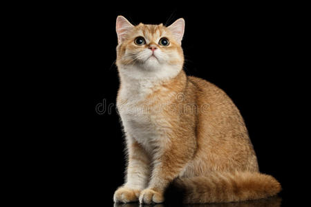 毛茸茸的英国猫金下巴坐着，抬头看着，黑色
