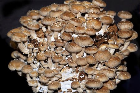 中国人 橡树 晚餐 江户 午餐 真菌 香菇属 营养 生长