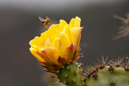 蜜蜂在盛开的刺梨仙人掌上收集花粉。 拉古纳海岸荒野公园