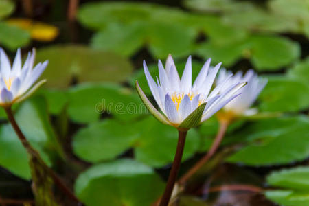 蓝色莲花的花